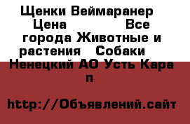 Щенки Веймаранер › Цена ­ 40 000 - Все города Животные и растения » Собаки   . Ненецкий АО,Усть-Кара п.